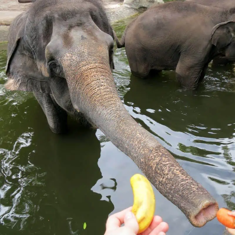 Asian elephant being fed at Singapore zoo