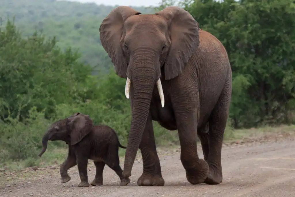 Baby elephant and mother walking along road