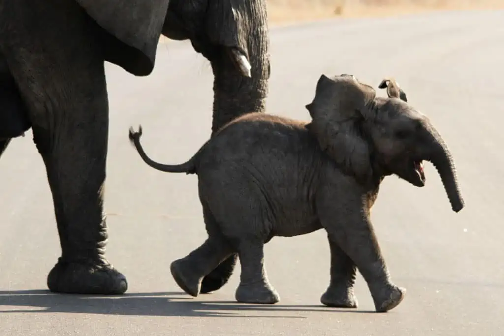 Baby elephant crossing the road with its mother close behind