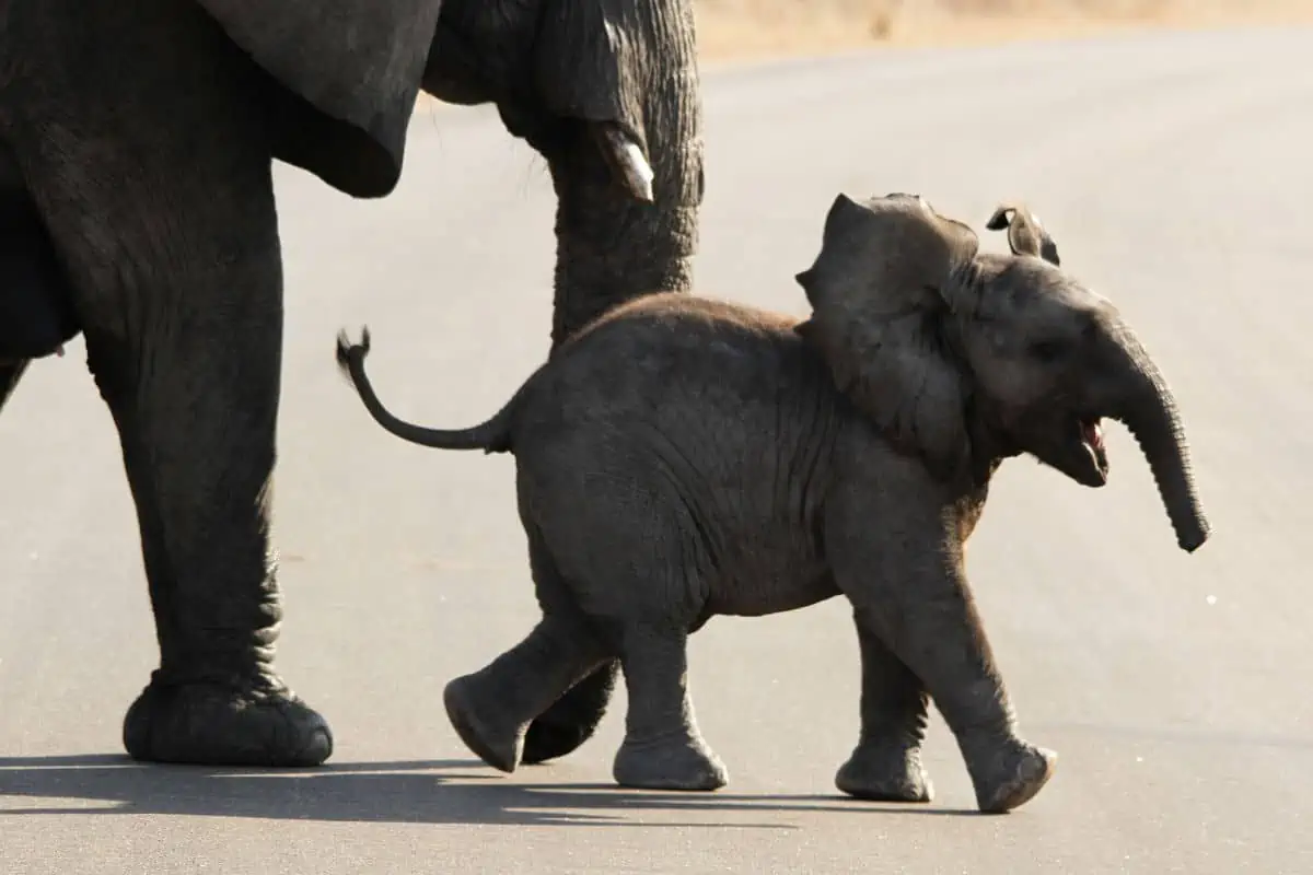10 Adorable Baby Elephant Facts