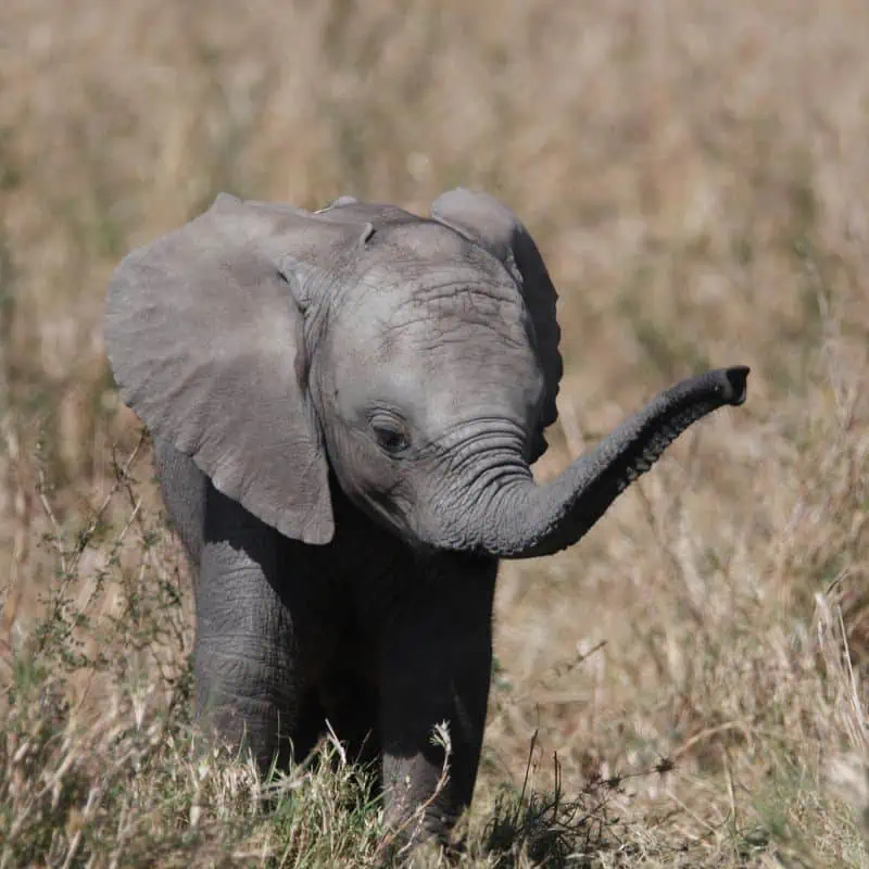 Baby elephant in the grasslands