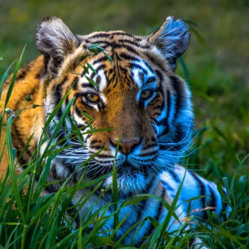 Bengal tiger laying in the grass