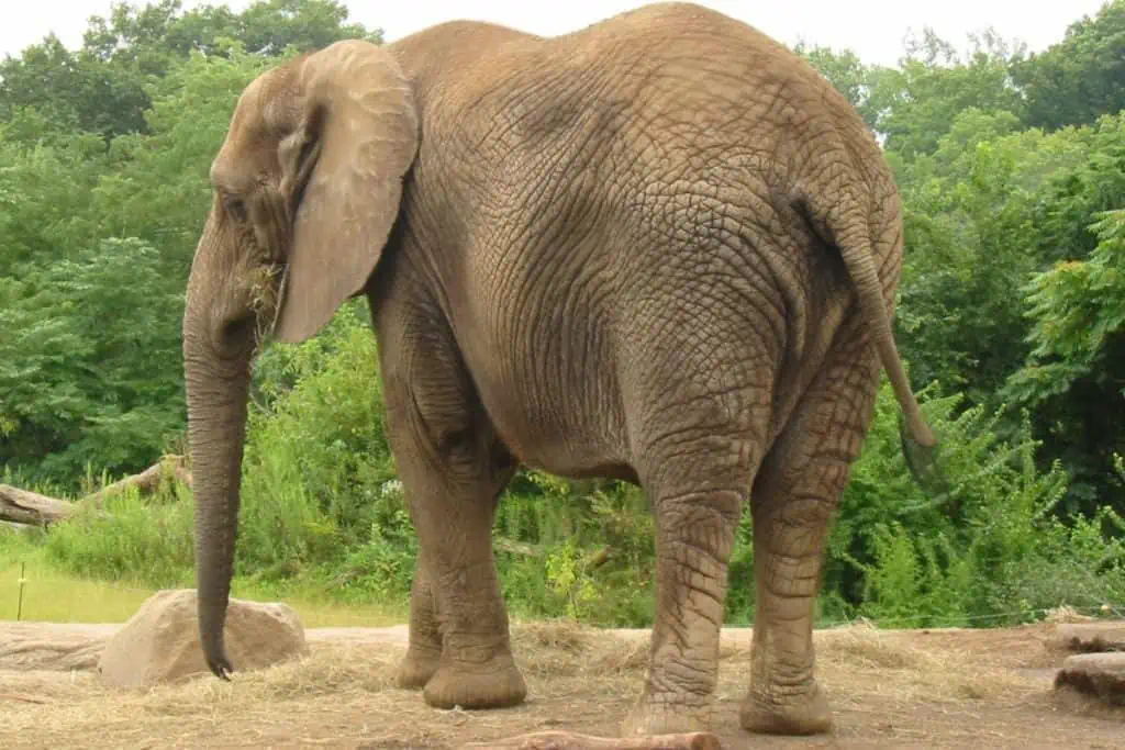 Big Elephant