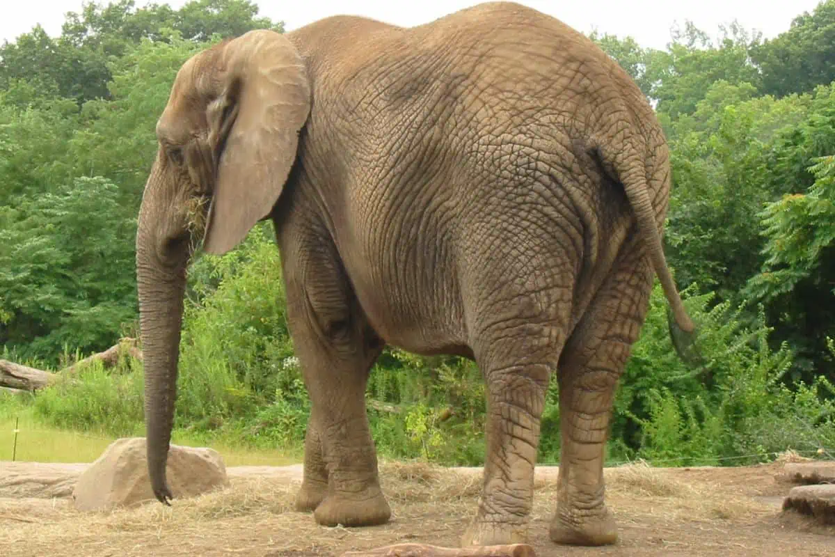 How Big Are Elephants?