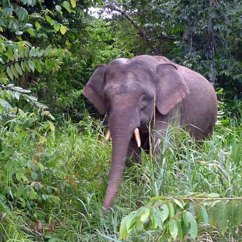 Borneo pygmy elephant at Sabah Rainforest
