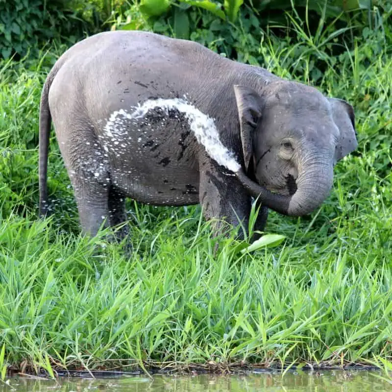 Borneo pygmy elephant spraying itself with water