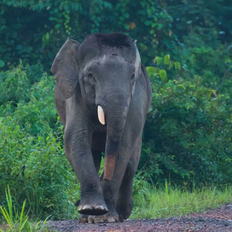 Borneo pygmy elephant walking