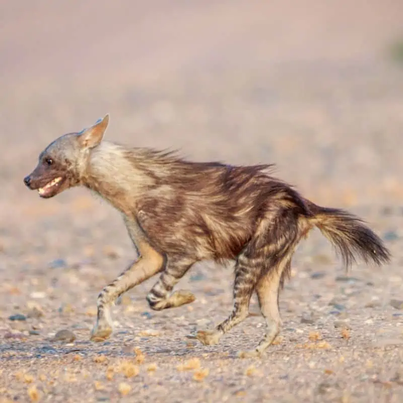Brown hyena running in the desert