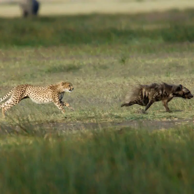 Cheetah chasing aardwolf