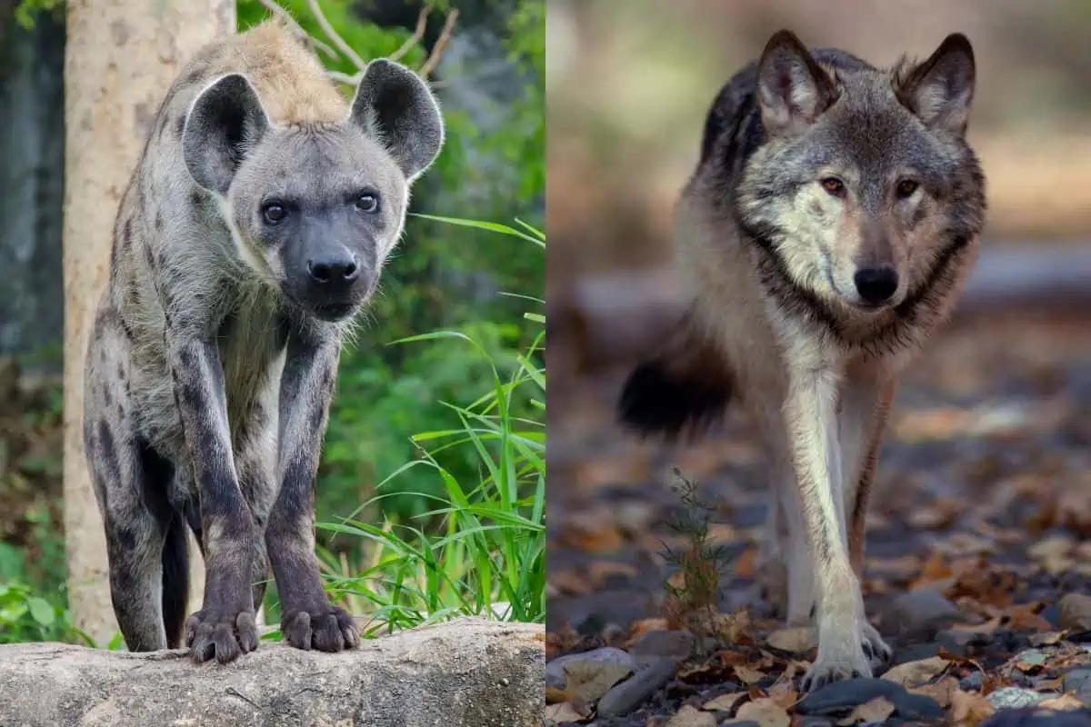 Hyena vs Wolf: What’s The Difference?