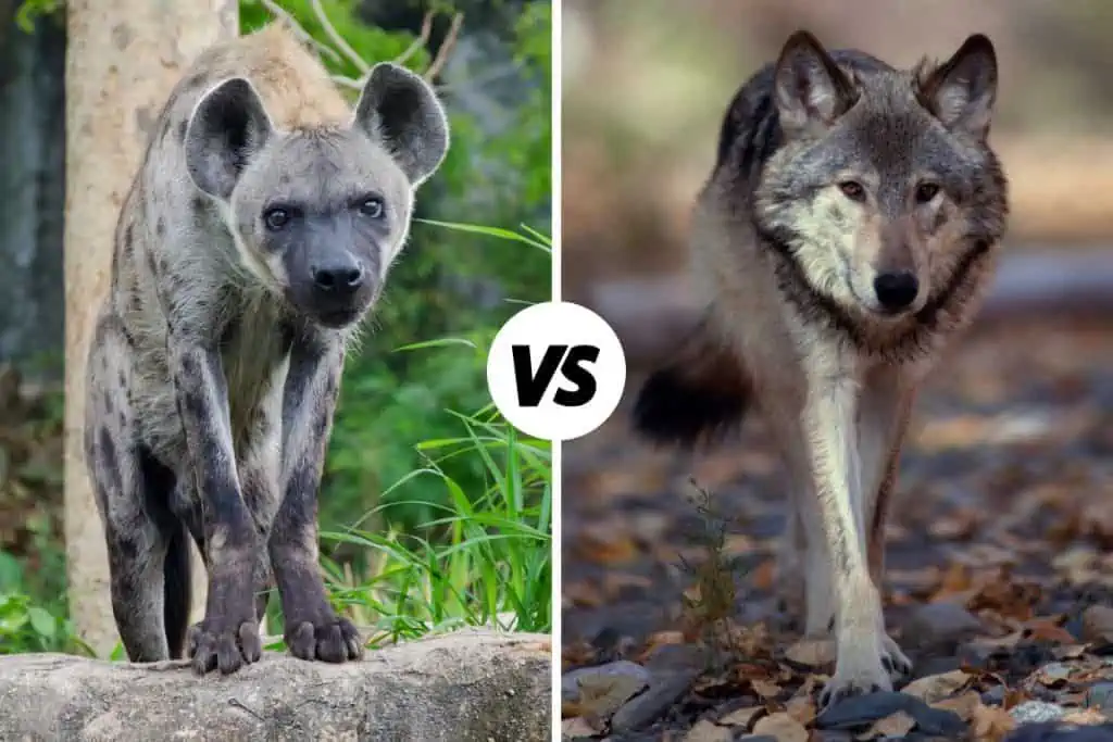 Hyena vs Wolf