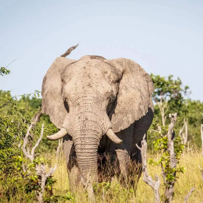Close up of elephant in Savanna