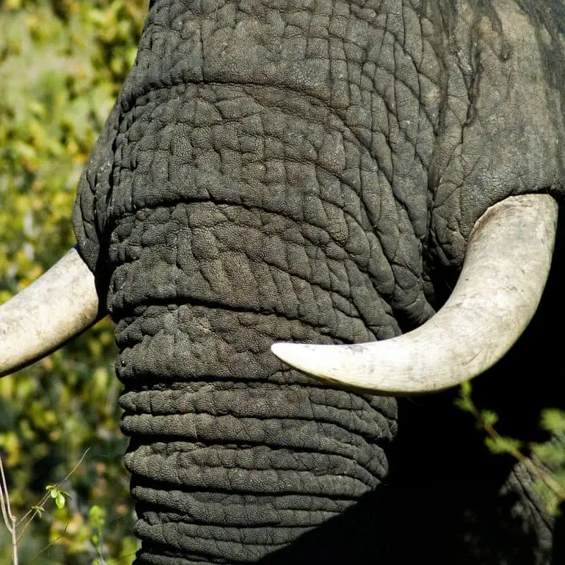 Close up of elephant tusks