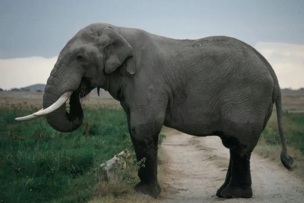 Elephant blocking the road