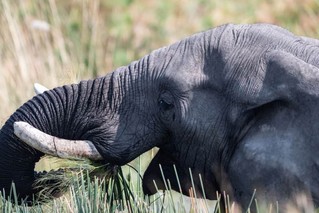 Elephant eating