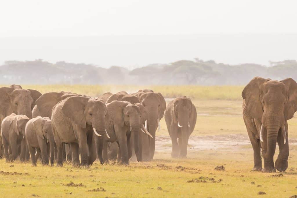 Elephant herd