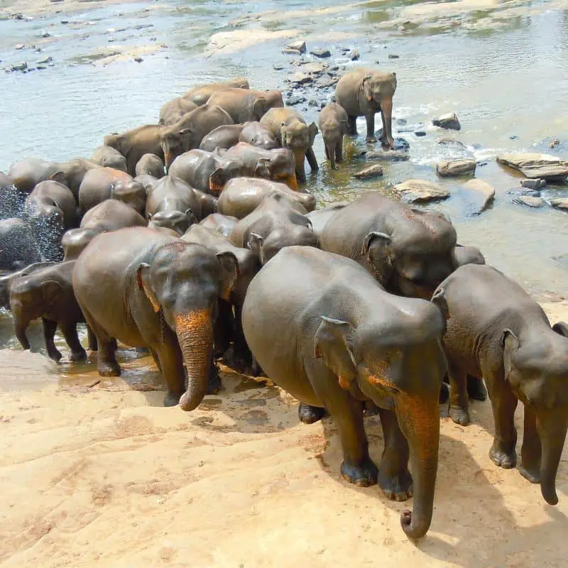 Elephant herd coming out of river