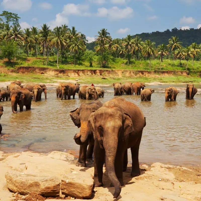Elephant herd in Sri Lanka