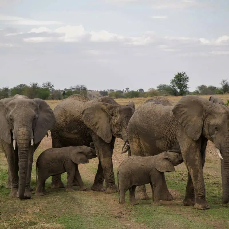 Elephant herd in Tanzania