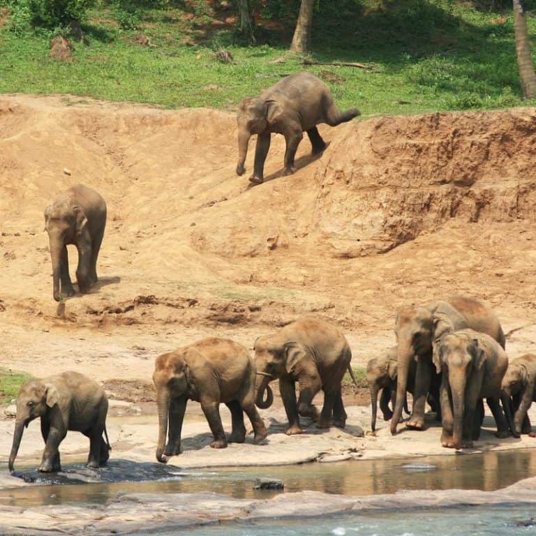 What Is a Group of Elephants Called? (Elephants Social Life)