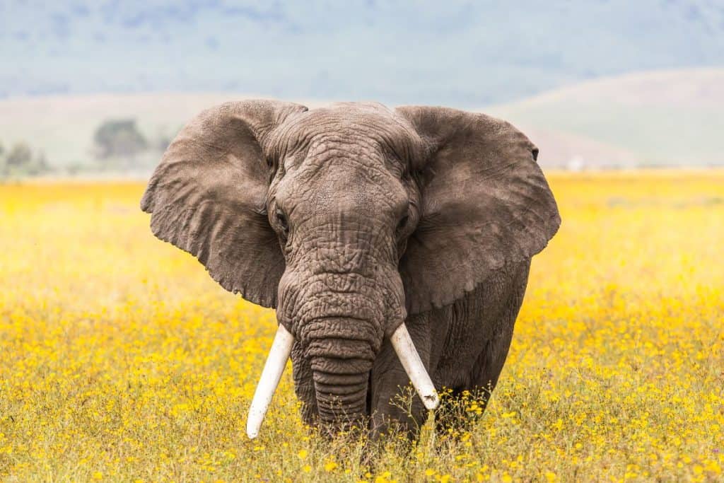 Elephant in field