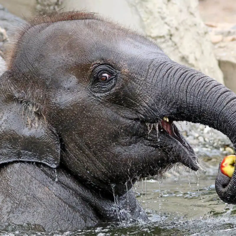 Elephant in the water eating an apple