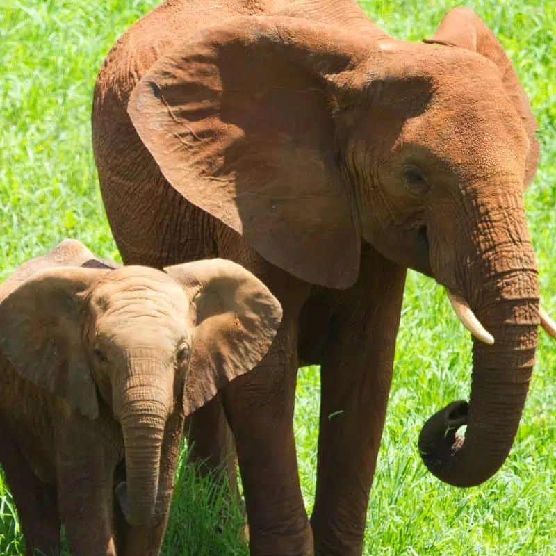 Elephant mother and calf