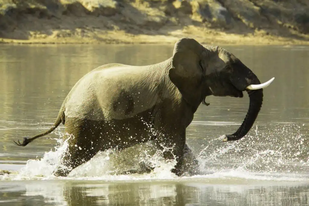 Elephant running in the water