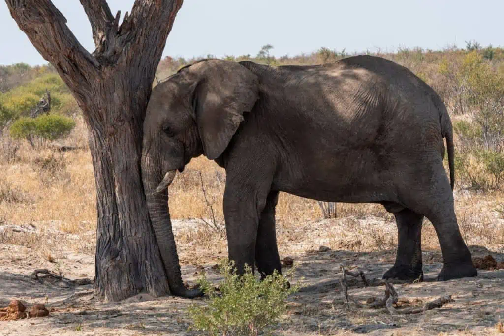 Elephant sleeping leaning against a tree