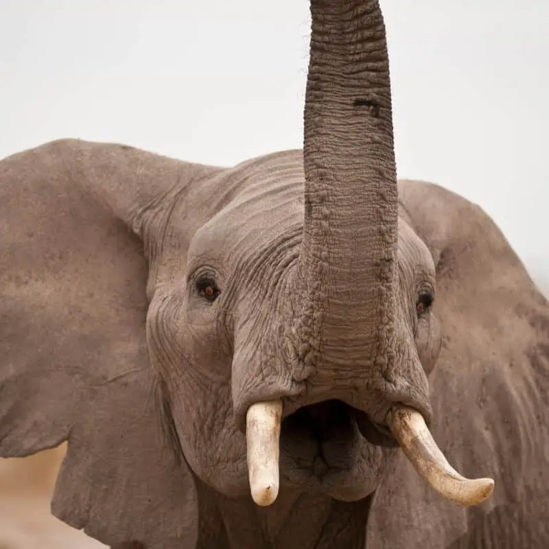 Elephant trumpeting close up
