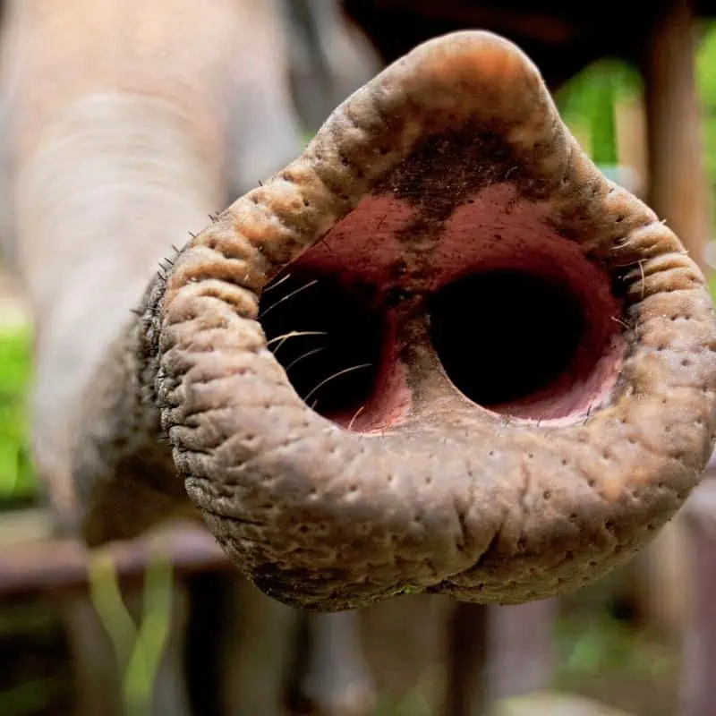 Elephant trunk reaching out for food