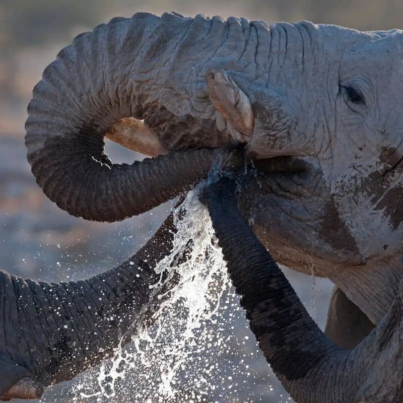 Elephants drinking in Etosha National Park, Namibia