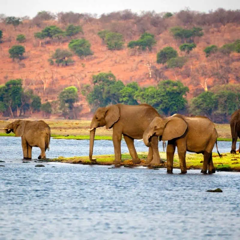 Elephants drinking water in the Chobe river