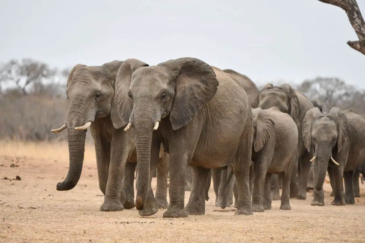 How Many Elephants Are Left in the World?