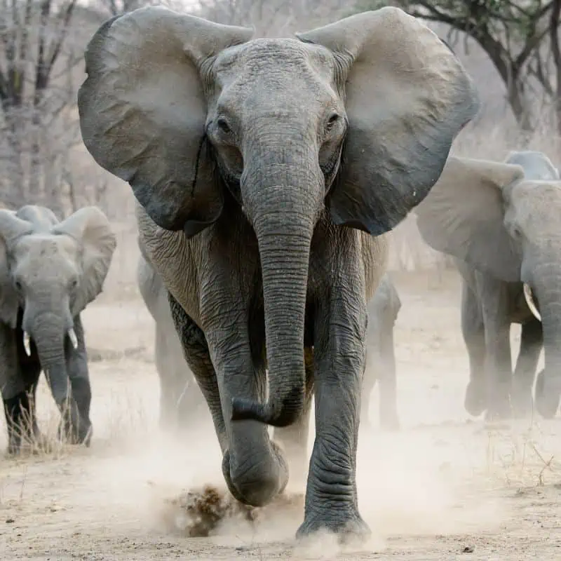 Elephants on the charge