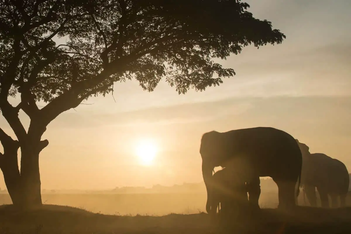 Why Don’t Elephants Get Cancer?
