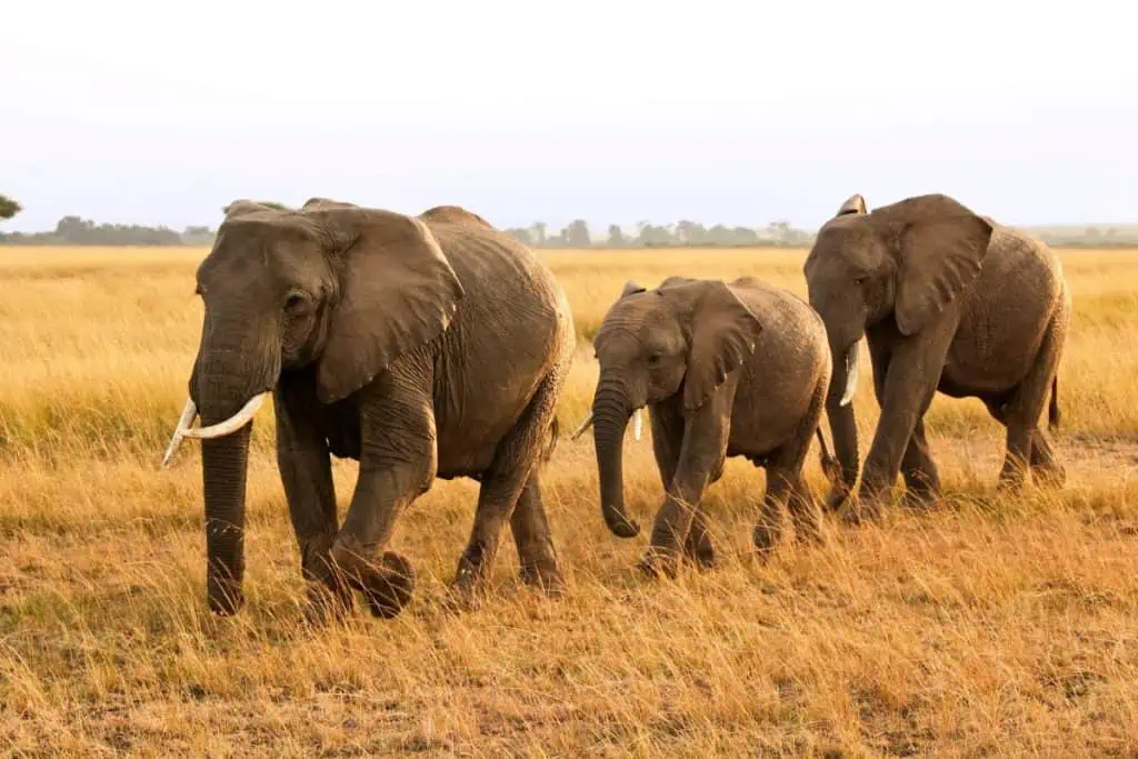 Family of elephants n the Masai Mara National Reserve