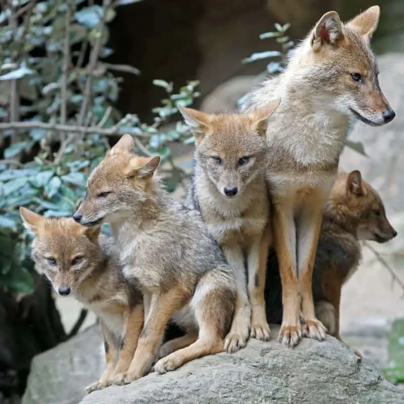 Family of golden jackals