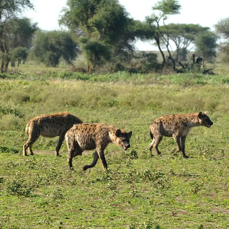 Group of Hyenas walking in the Serengeti