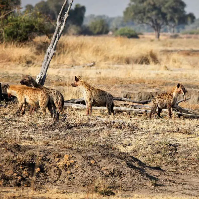 Group of hyena