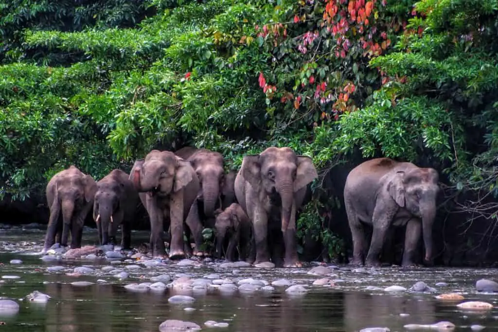 Herd of Borneo pygmy elephants walking along the water