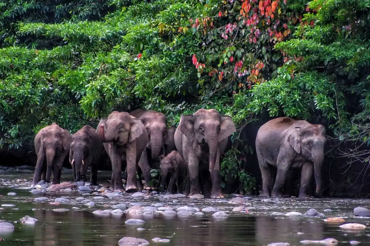 10 Borneo Elephant Facts