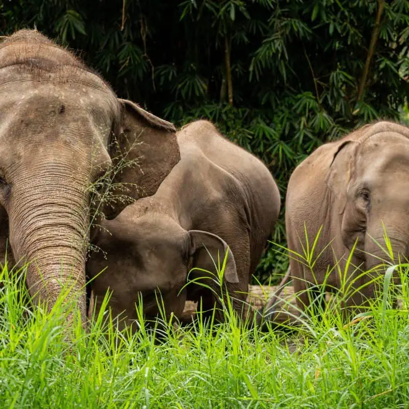Herd of Samatran Elephants grazing on grass
