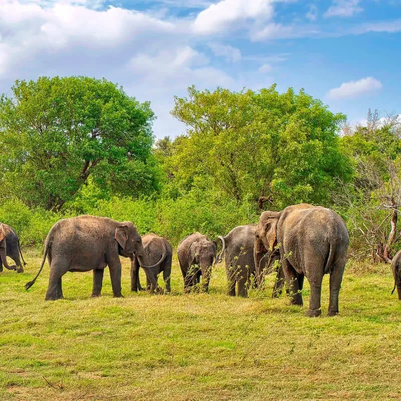 Herd of Sri Lankan Elephants eating