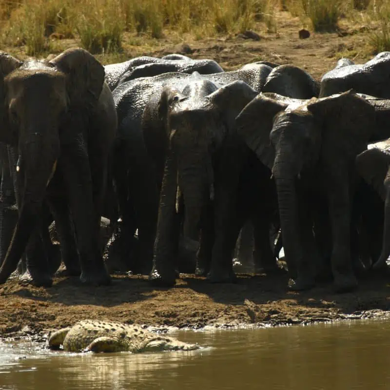 Herd of elephants watching crocodile