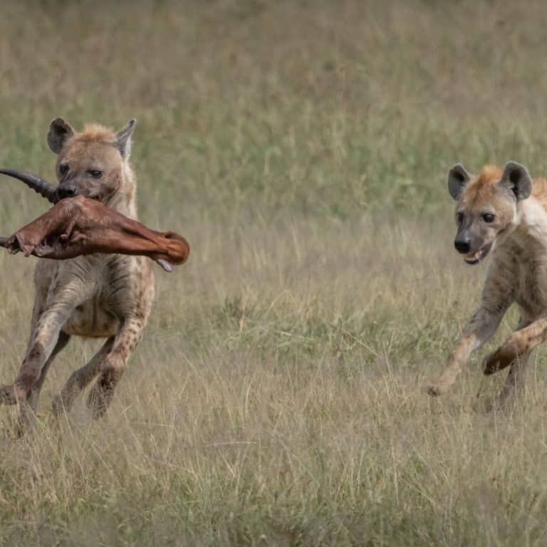 How Fast Are Hyenas? (And How Do They Compare)