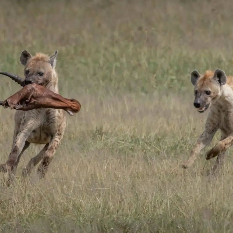 Hyena being chased by another hyena after running off with meat