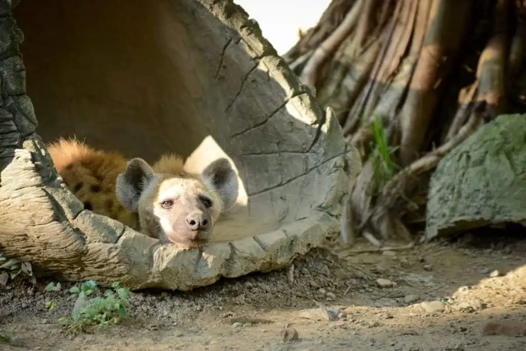 Hyena laying in hollow tree trunk
