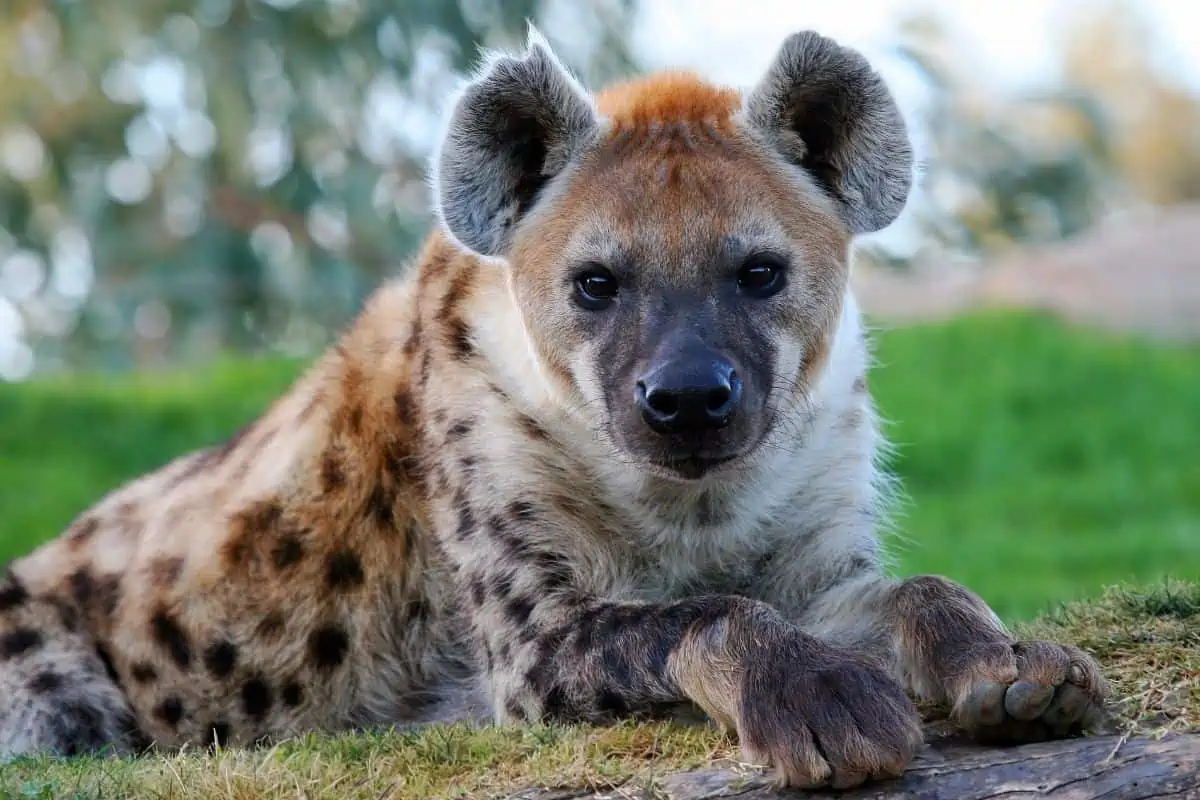 What Do Hyenas Look Like?