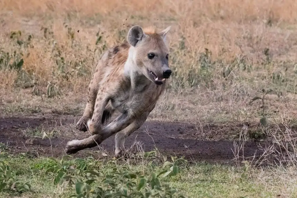 Hyena running